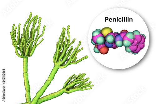Tableau sur toile Fungi Penicillium producing penicillin antibiotic, 3D illustration