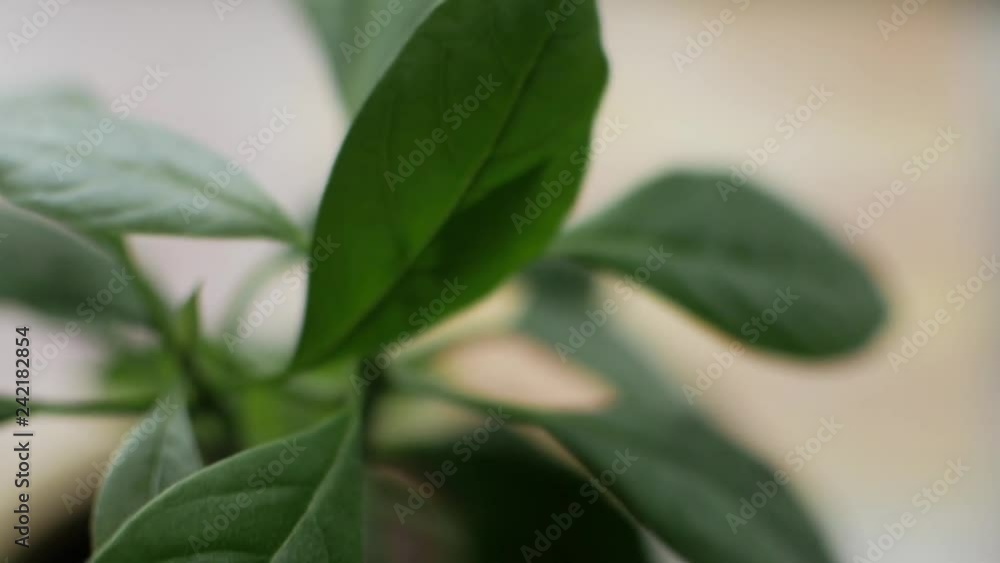Homemade avocado in a pot, young leaves Homemade avocado in a pot, young leaves