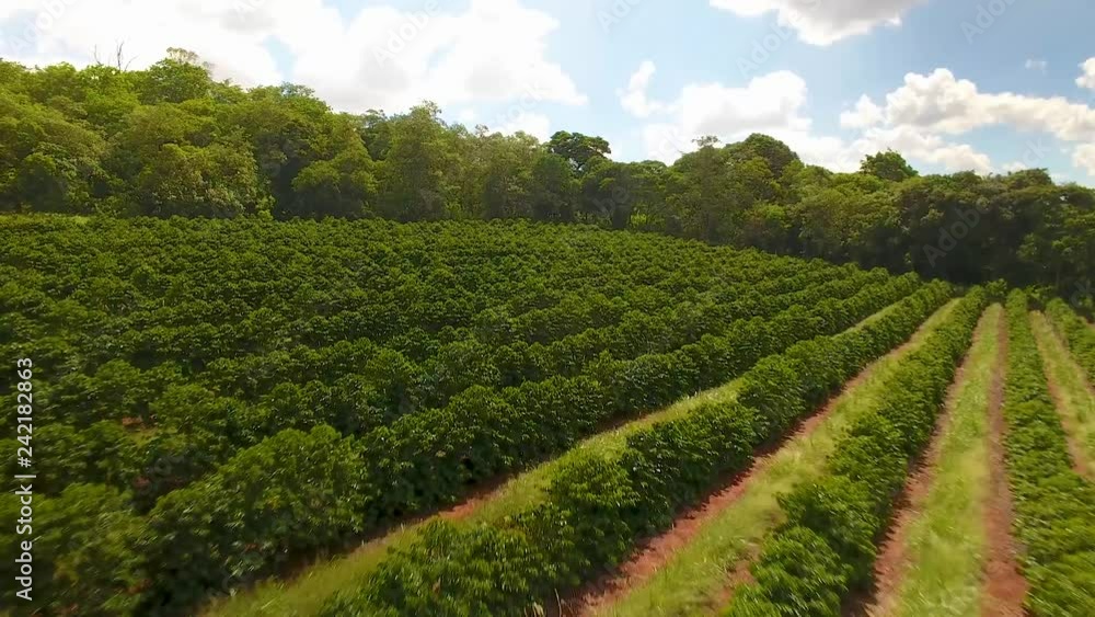 Aerial view of a large brazilian farm with coffee plantation. Aerial view of a large brazilian farm with coffee plantation.