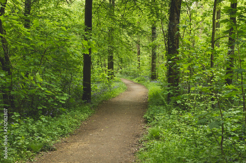 A foot path in a green springtime forest