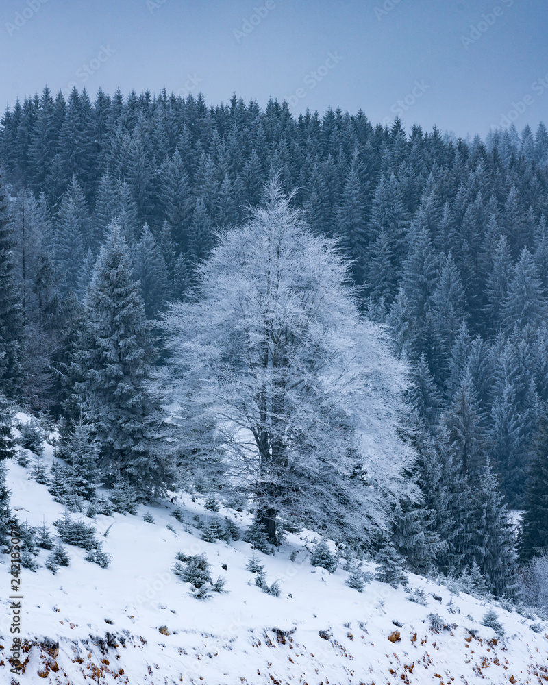 Fototapeta premium forest in winter