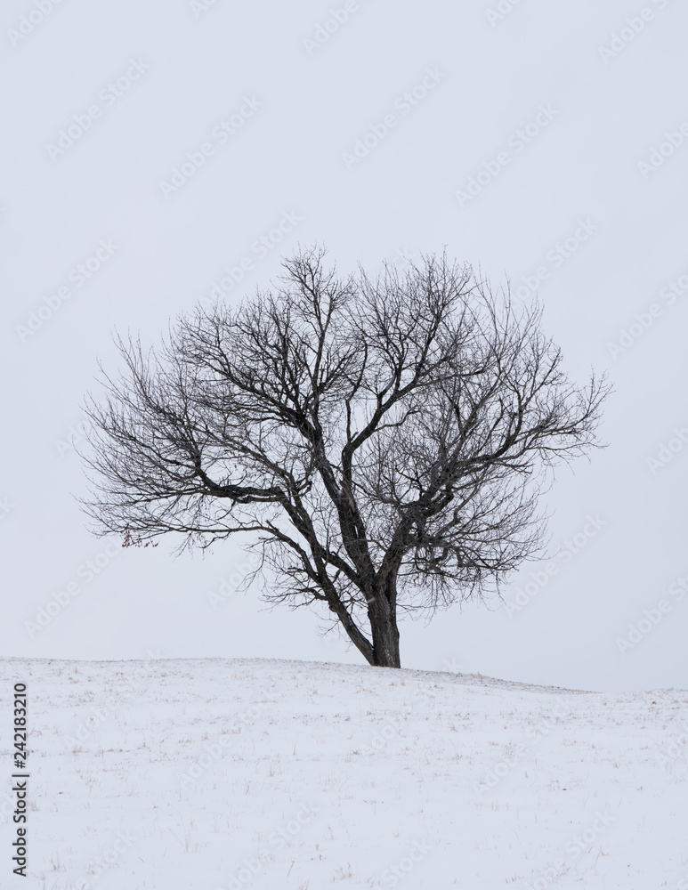 Fototapeta premium tree in snow