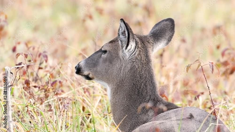 Whitetailed deer doe bedded down in an open meadow in Smoky Mountains National Park Whitetailed deer doe bedded down in an open meadow in Smoky Mountains National Park