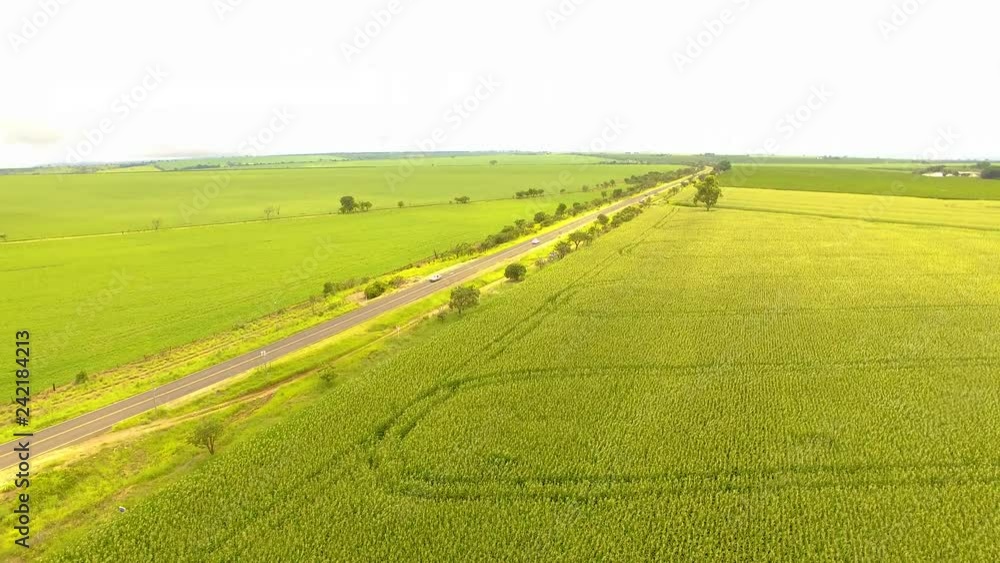 Corn field. Aerial view, cultivated maize crops. Brazil Corn field. Aerial view, cultivated maize crops. Brazil