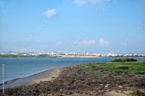 Landscape with group of many pink flamingos resting and feeding in Salt Lake in Larnaca Cyprus on December day view at far