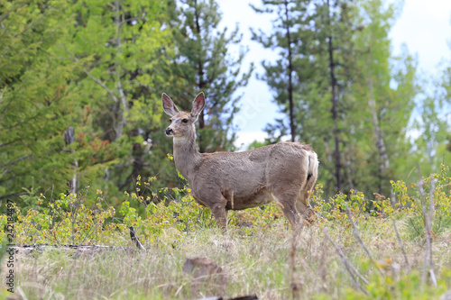 deer in the forest