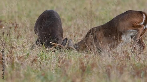 Slow motion of two large white-tailed bucks sparring in an open meadow in Smoky Mountain National Park