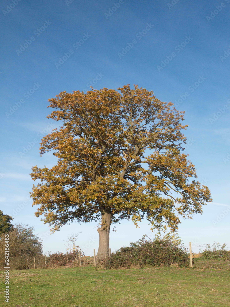 Autumn blue sky line trees green nature outside landscape Autumn blue sky line trees green nature outside landscape