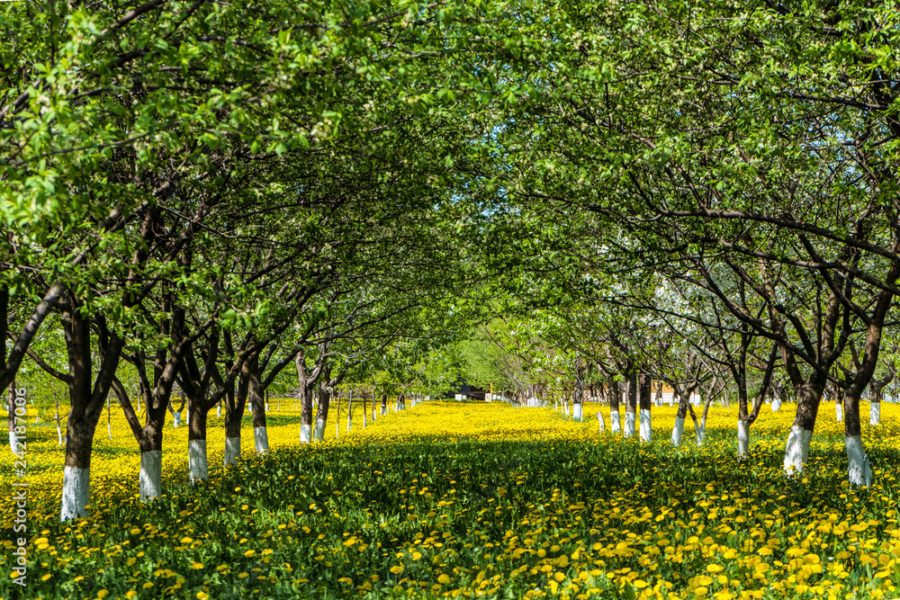 Naklejka premium Rzędy zielony ogrodnictwo kwitnie owocowych drzewa na zielonym kwitnie gazonie żółci dandelions. Łukowa aleja na wiosnę.