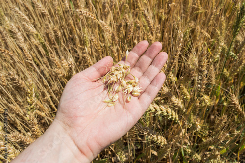 Grain of wheat on hand against ears in a growing field