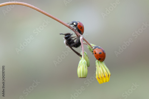 ladybug on leaf © Yasin