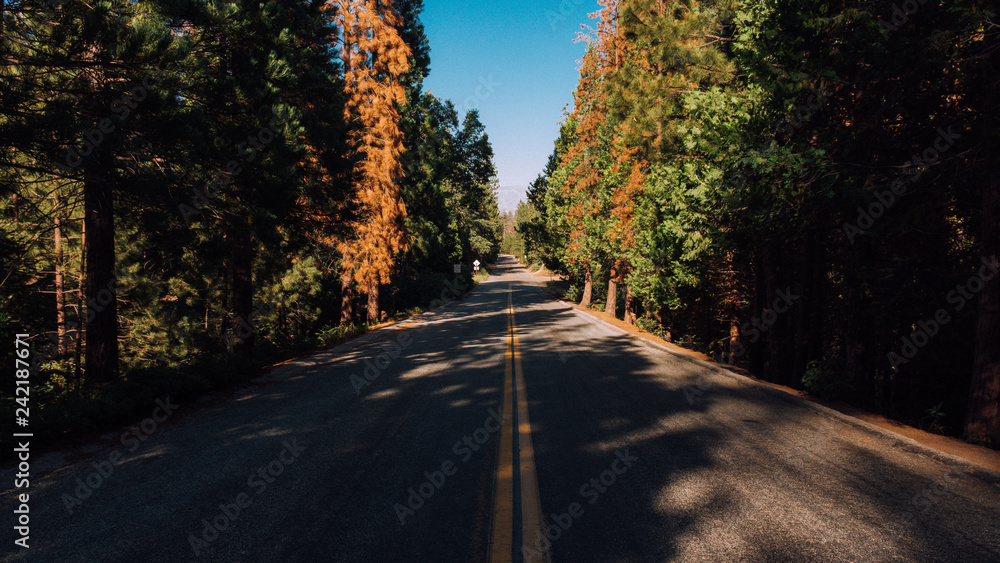 Fototapeta premium Trail of a 100 Giants