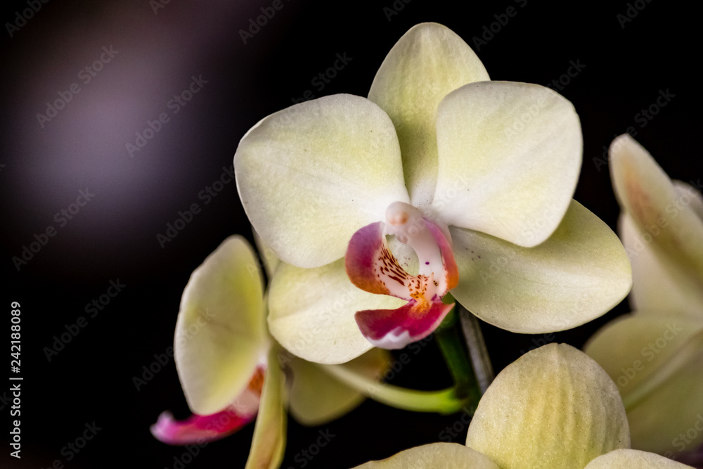 Obraz premium white orchid on black background