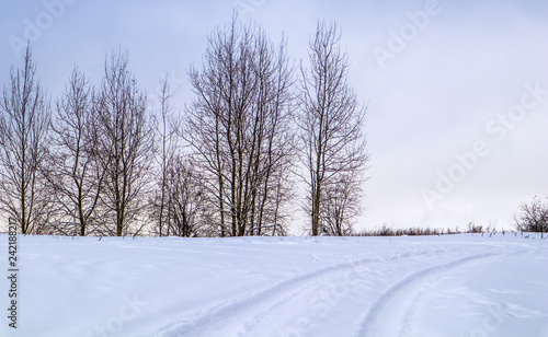 Wallpaper Mural Snow-covered field, white road and a group of trees on the horizon. Winter landscape Torontodigital.ca
