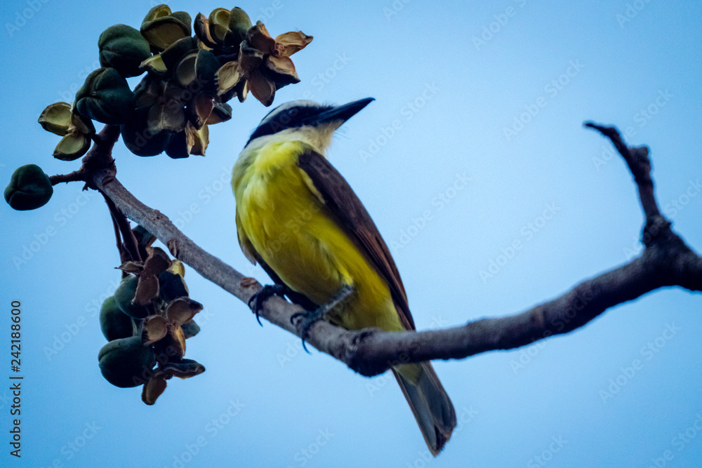 Obraz premium bird on branch