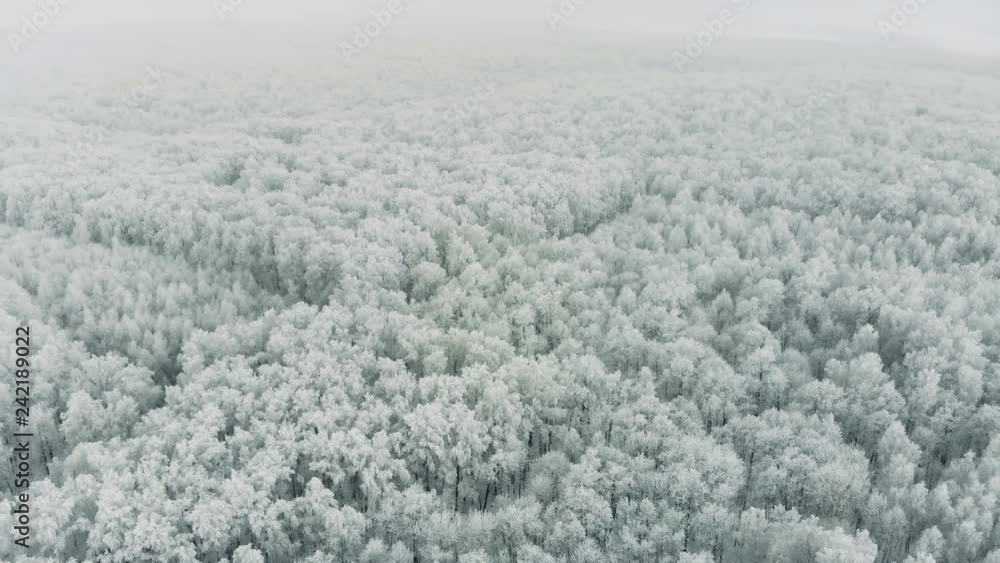 Forest covered in snow. Wintry forest landscape. 4K. Forest covered in snow. Wintry forest landscape. 4K.