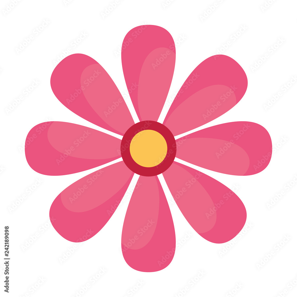 daisy flower on white background daisy flower on white background