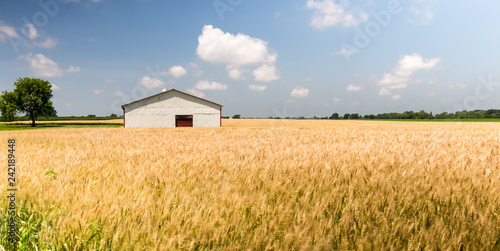 White barn or farm building with a red door in a wheat field. Beautiful summer scene with golden yellow wheat blowing and a white and red barn in the background 