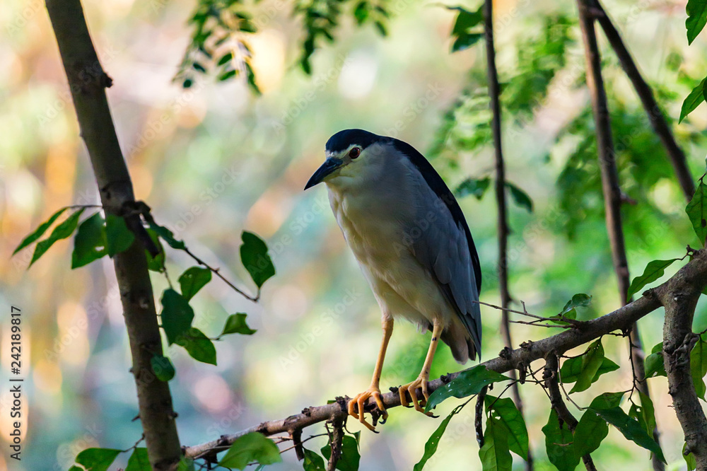 Black-crowned Night Heron or Nycticorax nycticorax in natural habitat Black-crowned Night Heron or Nycticorax nycticorax in natural habitat