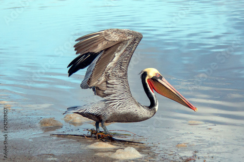Pelican taking off in flight at Ventura beach next to Santa Clara river wetland on California's gold coast in the United States
