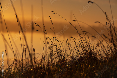 Autumn morning in the countryside , grass , blur background and sunrise light