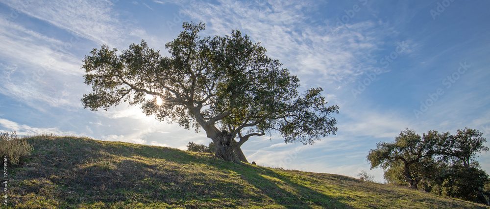 California oak tree backlit by sun in central California vineyard in the United States