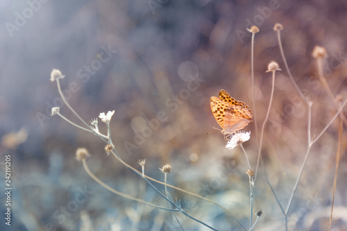 orange butterfly sitting on a blade of grass close-up in pastel colors