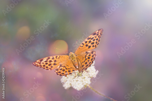 close-up of an orange wild butterfly on a field flower in a beautiful fairy toning