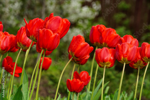 spring, flower bed, flowers, tulips, flora, nature