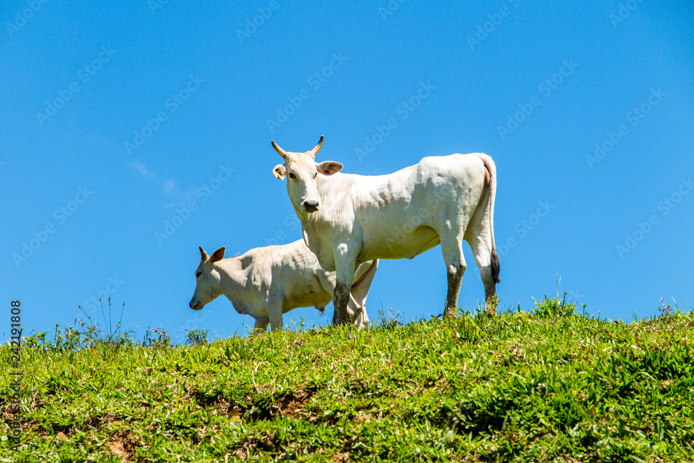 Two white cows standing on side on the lawn, cloudless blue sky, Airue, Grao Para, Santa Catarina Two white cows standing on side on the lawn, cloudless blue sky, Airue, Grao Para, Santa Catarina