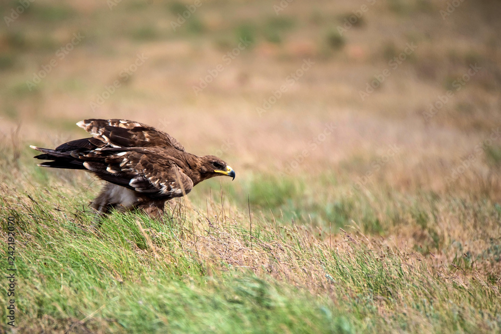 Fototapeta premium Steppe eagle or Aquila nipalensis in grass