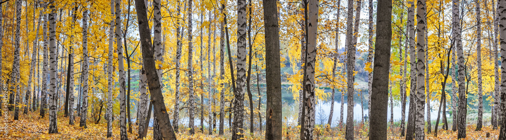 Obraz premium Birch grove against the lake on sunny autumn day, landscape, panorama, banner