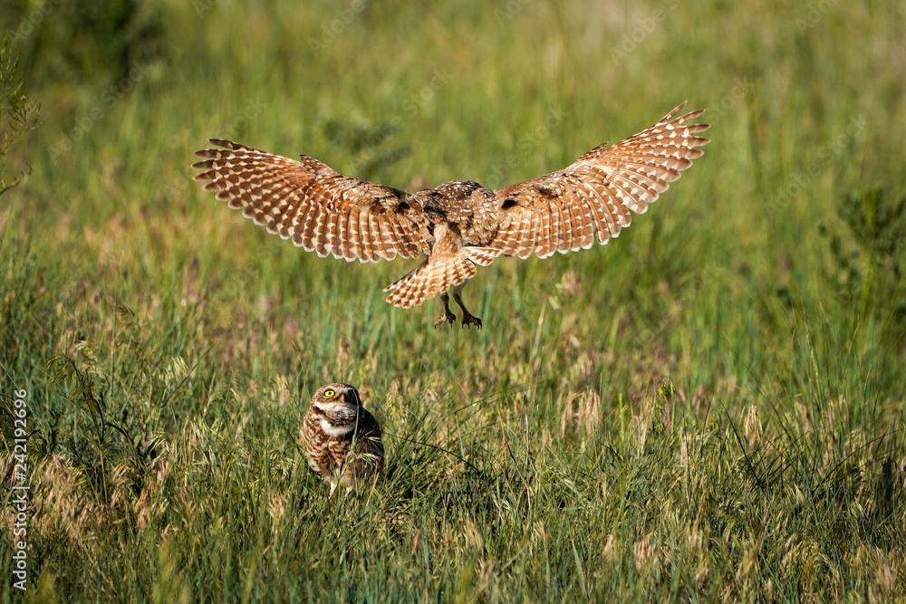 Obraz premium Landing Burrowing Owl