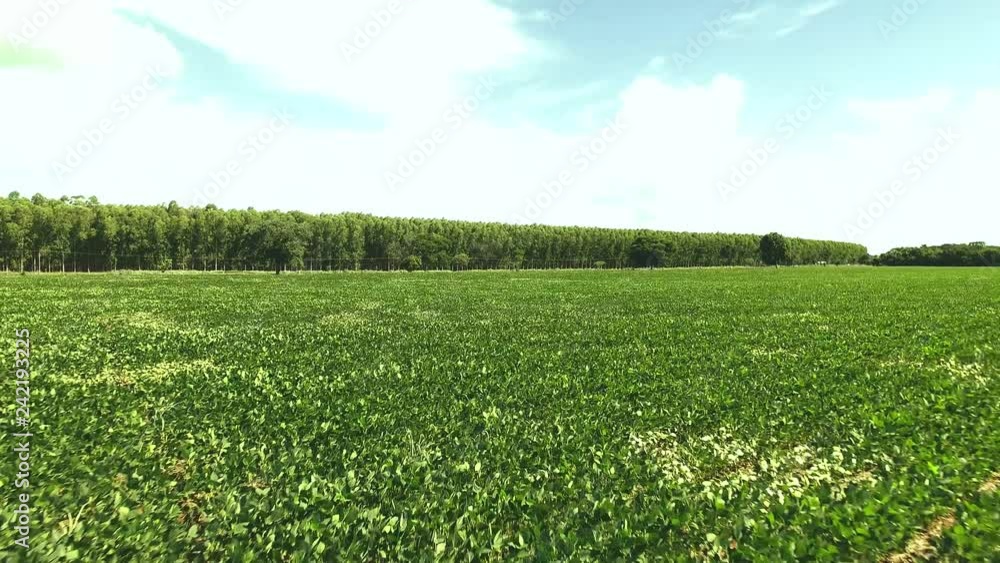 Aerial view of a farm with soy or bean plantation. Brazilian farmland. Aerial view of a farm with soy or bean plantation. Brazilian farmland.
