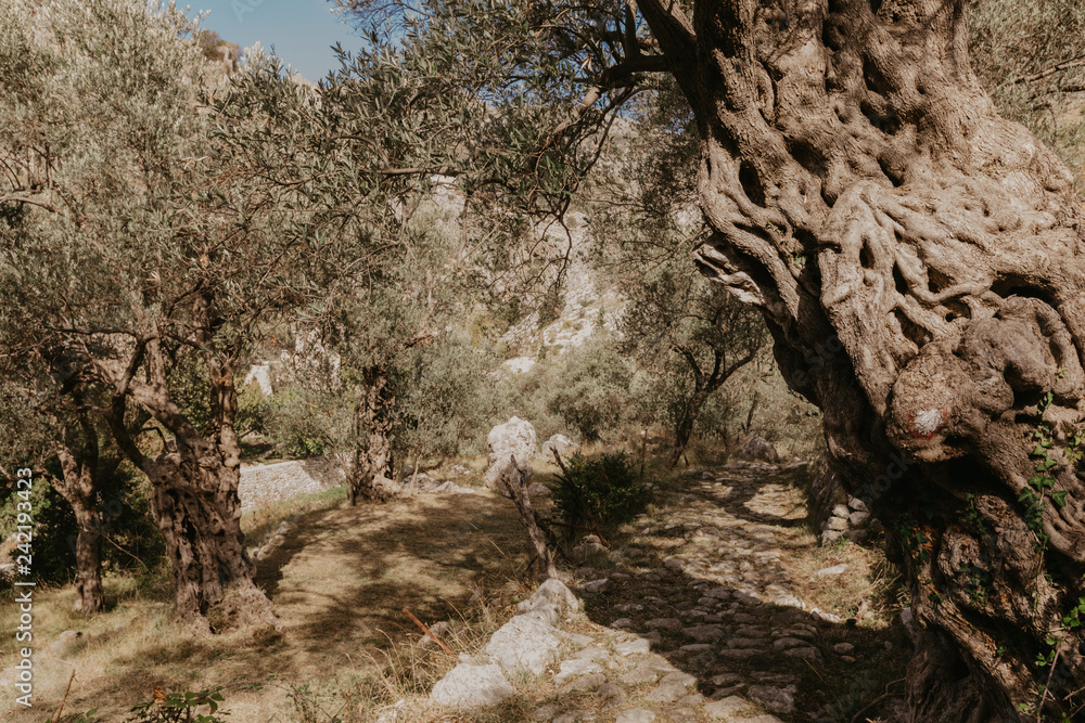 old olive grove.