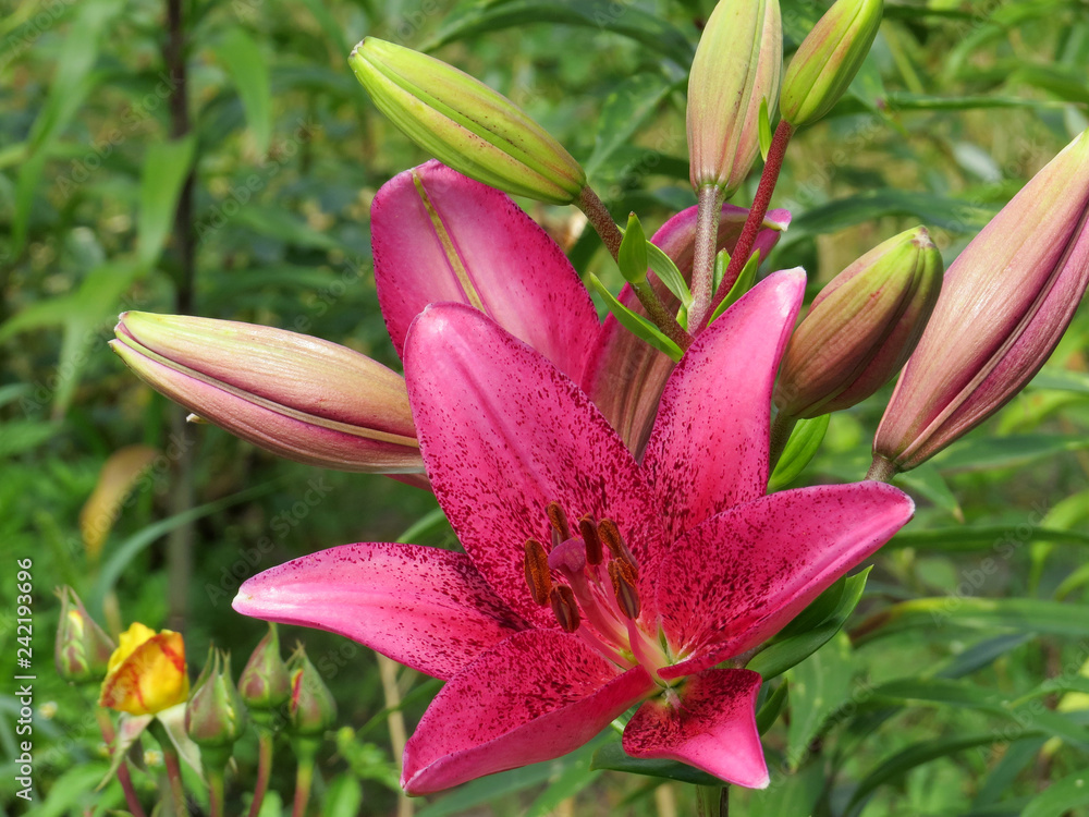 Fototapeta premium Lily