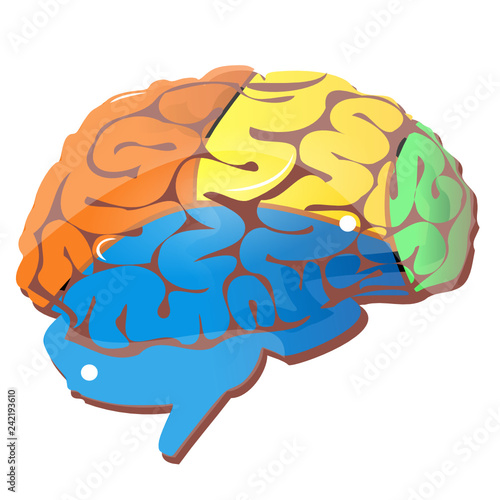 Les zones du cerveau