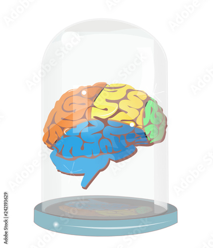 Les zones du cerveau