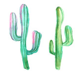 Watercolor set of cactus isolated illustration on a white background