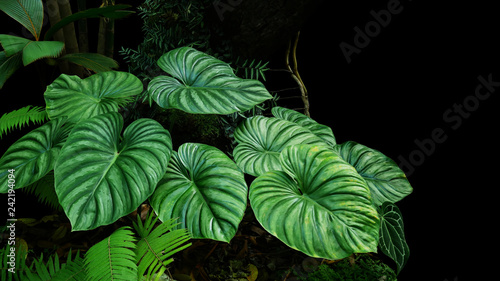 Heart shaped bicolors leaves of Philodendron plowmanii the rare exotic rainforest plant with forest ferns and varieties of tropical foliage plants in ornamental garden on dark background. photo