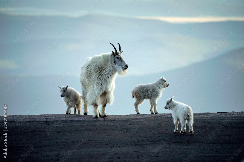 Fototapeta premium Mountain Goats