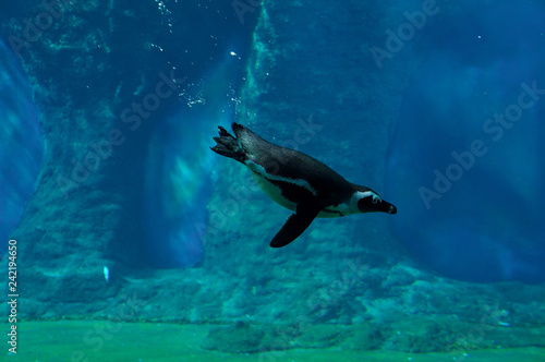 Penguin swimming underwater. Underwater view of humboldt penguin swimming close-up. Vibrant colors 