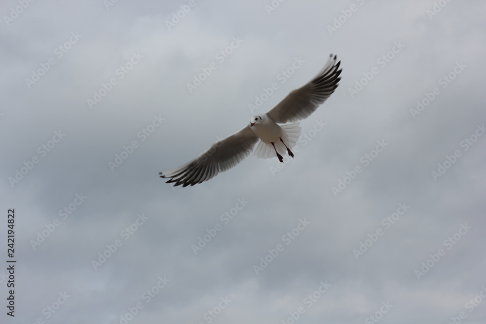 #Mouette #Nuage #Vol #Houlgate #France #Oiseau #Ciel #Mouette #Nuage #Vol #Houlgate #France #Oiseau #Ciel