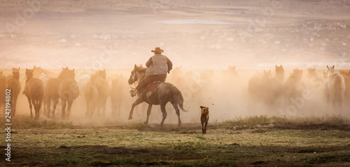 Wild horses leads by a cowboy at sunset with dust in background.