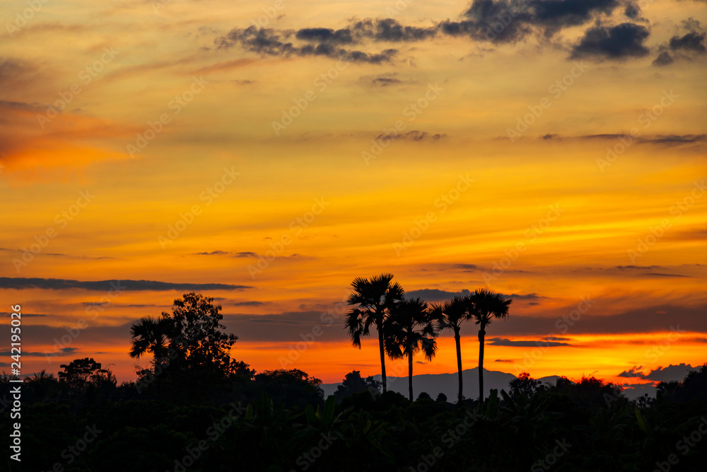 Silhouette of sugar palm trees after sunset with golden color sky.