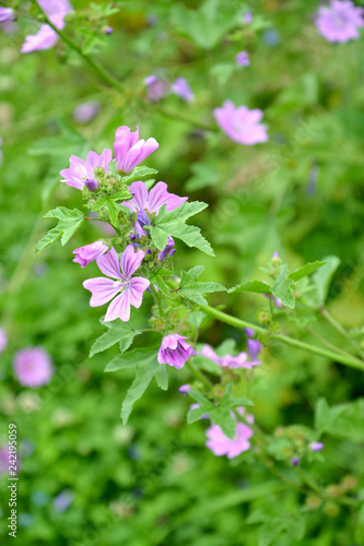 Wallpaper Mural Flowers of a hollyhock forest (Malva sylvestris L.) Torontodigital.ca