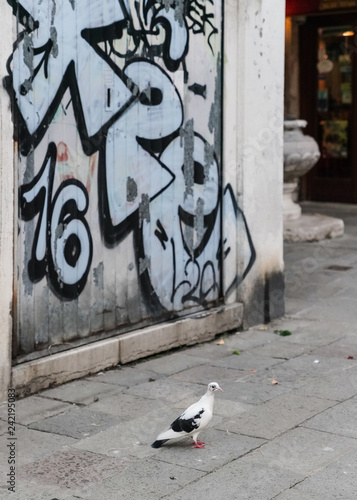 Pigeon and graffiti background  photo