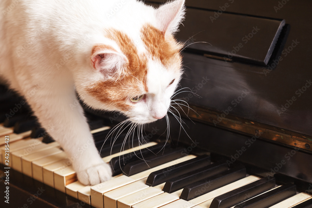 Cat on piano. White cat walking on piano keyboard Photos | Adobe Stock