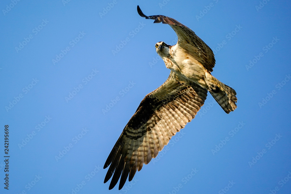 Fototapeta premium Osprey Eye Contact