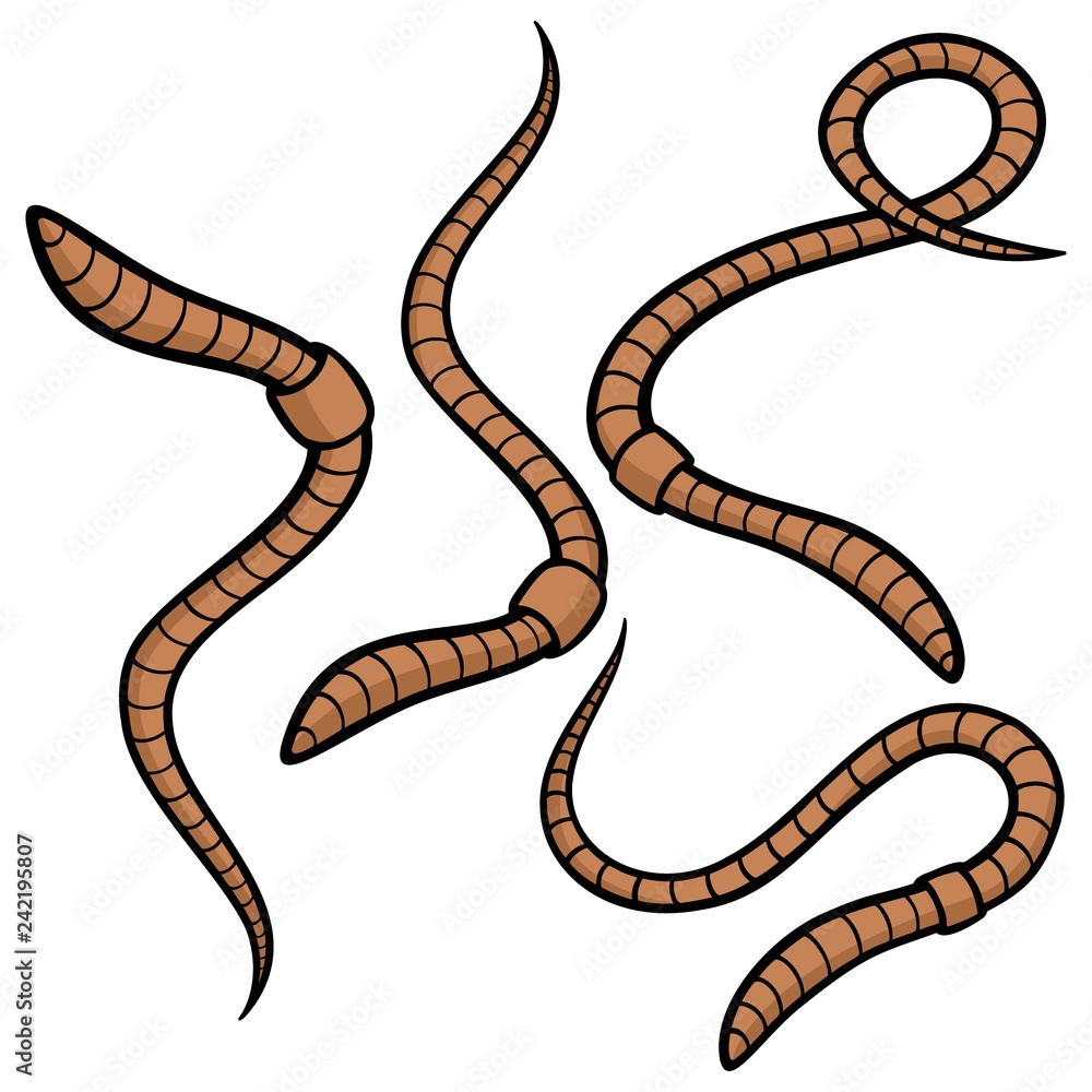 Fototapeta premium Worms - A vector cartoon illustration of some fishing worms.
